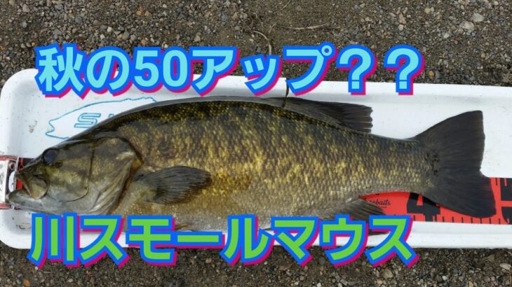 yasu 秋BIGスモールマウスバス釣り鮎&シーバス&ナマズ2017年9月bassfishing