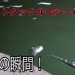 バス出身でもシーバス釣れるの？やばい連呼…ww結果は…［河川］