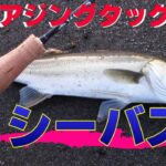 いきなりアジングタックルでシーバスがヒット！狙ってない時に限ってヒットするコンチキショーな一尾！絶対に釣ってやるぜ！