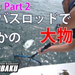 シーバスロッドでまさかの大物が釣れた⁉ 友ヶ島 Part2