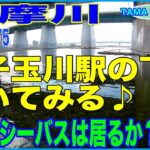 二子玉川駅の下には多摩川シーバスは居るのか？