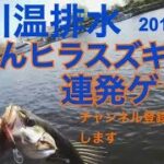 2019荒川 温排水 ヒラスズキ！？ シーバス連発！温泉の バス釣り ポイント