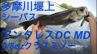 多摩川堰上 シーバス釣り アンタレスDCMD シーバス釣り バス釣り