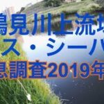 鶴見川上流 バス・シーバス生息調査 鶴見川 バス釣り シーバス釣り