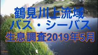 鶴見川上流 バス・シーバス生息調査 鶴見川 バス釣り シーバス釣り