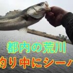 東京の荒川でバス釣り中にシーバス！