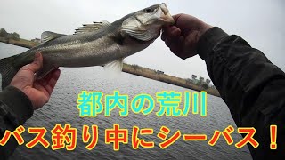 東京の荒川でバス釣り中にシーバス！