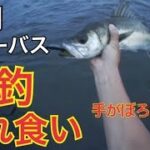 衝撃！ルアーを投げるたびにシーバスが釣れる秘密の川 シーバス釣り 東京 都内 シーバス釣り