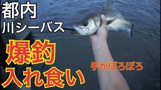 衝撃！ルアーを投げるたびにシーバスが釣れる秘密の川 シーバス釣り 東京 都内 シーバス釣り