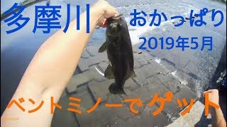 多摩川 スモールマウスバス釣り ポイント紹介 多摩川 バス釣り ＆シーバス釣り