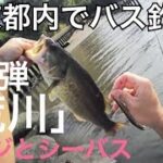 【東京バス釣り調査】第2弾 ラージとシーバス連発ゲット 荒川 バス釣り スモール釣り