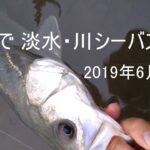 フライで・淡水・川シーバス釣り2019/6/29