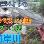 【新河岸川】ルアーフィッシング。シーバス、ナマズが釣れた！