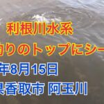 トップで狙うバス釣りでシーバスがヒット　2019年8月15日 千葉県香取市