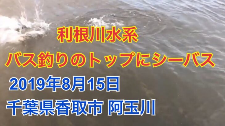 トップで狙うバス釣りでシーバスがヒット　2019年8月15日 千葉県香取市