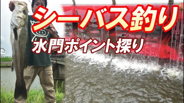 【シーバス釣り】ポイントを探り、大物に出くわすことができた！