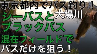 シーバスが多い川でラージを釣り分ける！ラージ2匹ゲット！ 汽水域の川での釣り分け 関東 東京 都内 埼玉 バス釣り