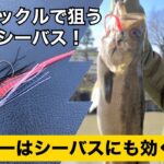 チャターベイト【シーバス】バスタックルで楽しむ　デイシーバス　Bassルアーで狙ってみよう！＠湘南【究極の釣り】