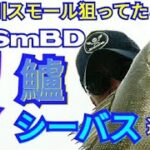 yasu シーバス連発！初冬バス釣り/川スモール/鱸/bassfishing/2019年11月
