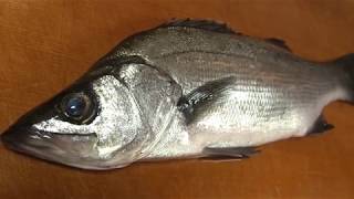 ヒラスズキのさばき方～握り寿司と刺身になるまで～how to fillet a Blackfin seabass and make sushi and sashimi