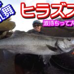 【ランカー炸裂】ゴロタや磯のヒラスズキ【波待ち大切】#54