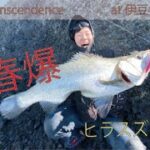 伊豆ヒラスズキ釣行ーTranscendenceー