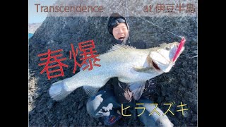 伊豆ヒラスズキ釣行ーTranscendenceー