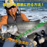 第一回ヒラスズキを簡単に釣る方法