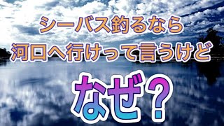 【シーバス初心者向け講座】シーバス釣りたきゃ河口に行け！ってみんな言うけどなんで？　近所の河口と汽水域とシーバスの動きを例に解説！