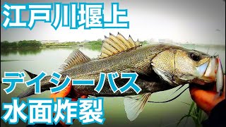 江戸川 堰上 シーバス釣り　デイシーバス 釣り 都内 千葉