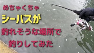 【シーバス釣行動画】めちゃくちゃ釣れそうな堰で釣りしてみた！