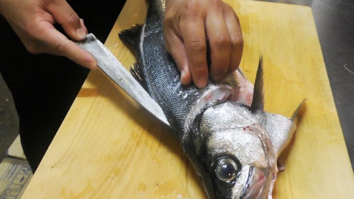 荒磯で育ったヒラスズキを居酒屋で…