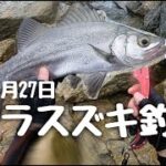 長崎県西海市でヒラスズキを釣る！！