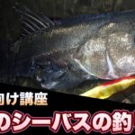 【シーバス初心者向け講座】シーバス夜の狙い方と釣り方、行動パターン解説！