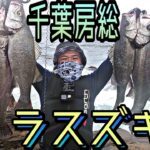 ヒラスズキ【熱回】　連発！