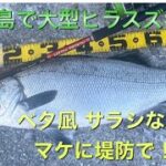 まさか堤防で大型ヒラスズキ