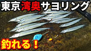 【サヨリ釣り】東京湾奥でサヨリングが釣れる！アジング、シーバスロッドで手軽に釣れる。初心者必見の新しい釣り方。