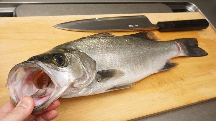 平鱸（ヒラスズキ）のさばき方と刺身の作り方