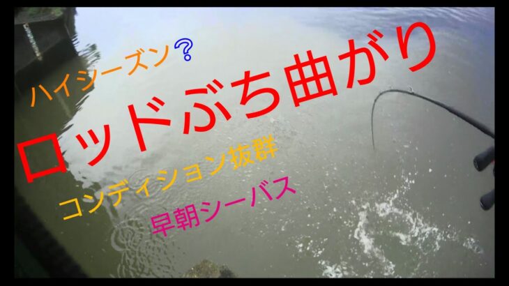 ロッドぶち曲がり❗コンディション抜群♪早朝シーバス❗