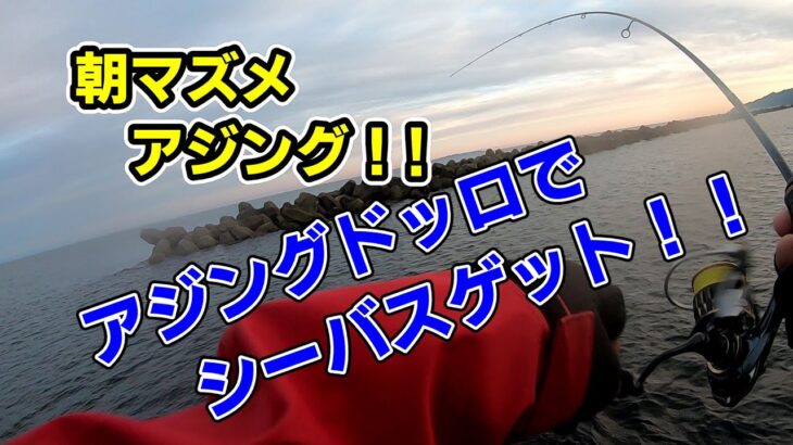 【アジング】またアジングロッドでシーバス釣り上げた！？