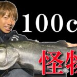 メバリングしてたら100㎝のヒラスズキ釣れちゃった【完全版】