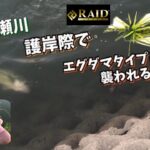 【見えバス】笹ヶ瀬川でエグダマ3.5gが護岸際でバスの口の中に