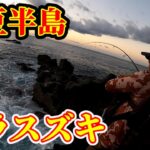 初心者必見！磯のヒラスズキは〇〇で釣れる！ in伊豆半島