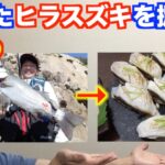 【シーバス料理】釣ったヒラスズキを捌いて、刺身と炙り寿司で食う。