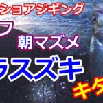 【ライトショアジギング】　高知県仁淀川河口　ヒラスズキ　好調‼