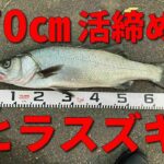 【魚を締める】　ルアーで釣ったヒラスズキ(シーバス）を磯で脳締めし、三枚おろし！！　鹿児島　釣り