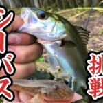 【都内釣り】手軽にハゼ釣りしたらシーバス連発‼足立区中川