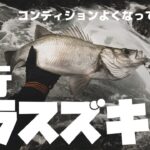 ヒラスズキ釣行！！(随分とヒラスズキのコンデョションが良くなっていました。)