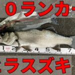 【８０㎝ランカーヒラスズキ】　2020ビッグフィッシュ！！　鹿児島　釣り　#shorts