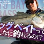 東京湾ビッグベイトシーバス！トップの釣りはこんなに釣れる！？